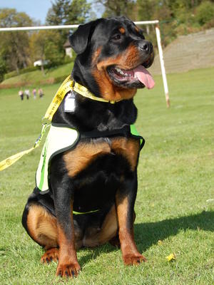 Raz in her role as a PAT dog