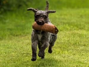 Izzy retrieveing a dummy at gundog training