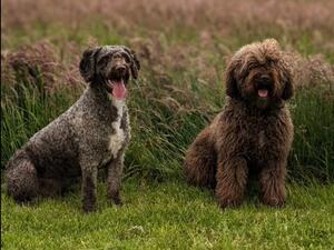 Izzy & Kiko 🐾
