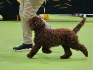 Valentina's first time in the show ring