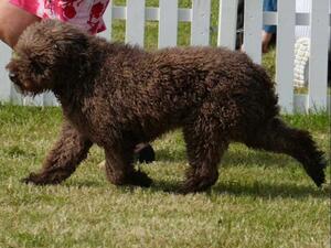 Kiko in the show ring