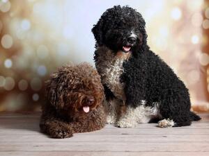 Kiko's Parents