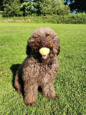 Kiko with his ball