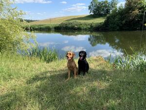 Copper- Cherrymeadow Nana