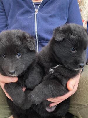 Spring 2026 pups planned.