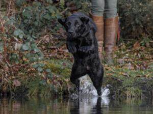 Reeva - Going for a water retrieve