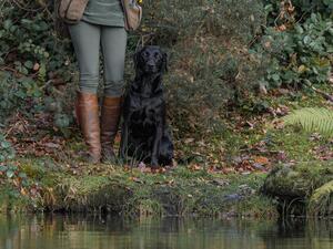Reeva waiting for a water retrieve