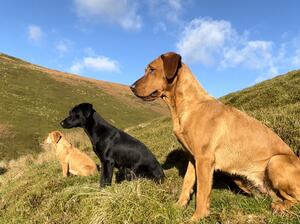 On the fell picking up