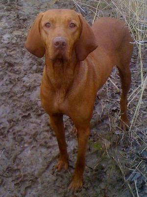 Dexter out working