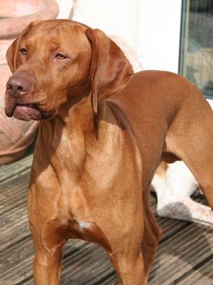 Purdey