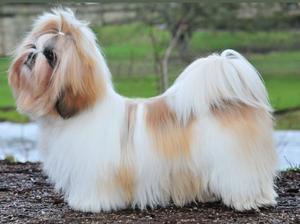 Isishouse Nefertiti at 9 months