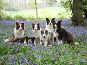 Dentbros Dogs