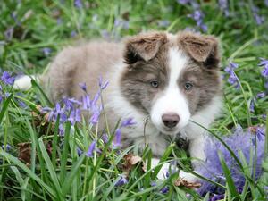 Murmur as a puppy