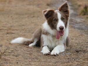 Murmur at 6 months