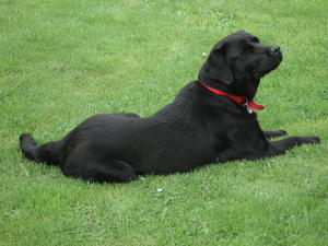 Harrop African Queen 