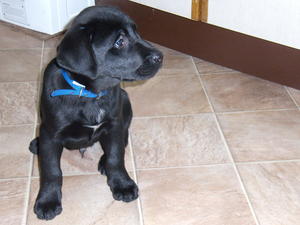 Lovely well grown pups.