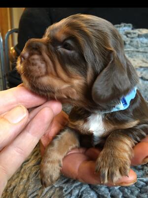 Liver and tan boy available