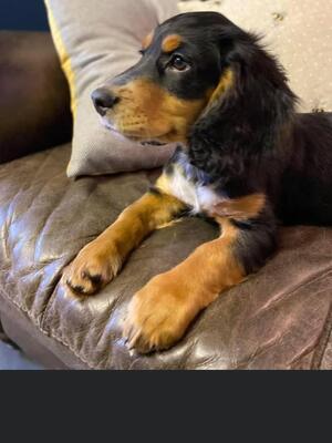 One of my pup's 2020