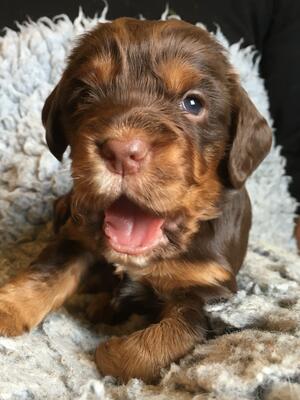 Liver and tan with white chest boy available