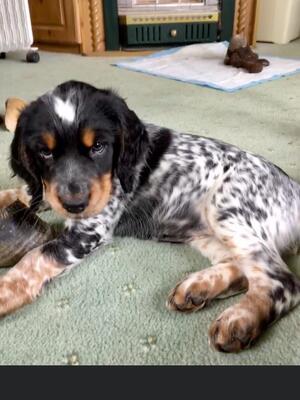 One of my Pup's 2020