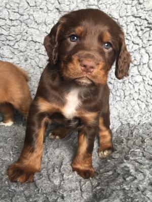 Liver and Tan boy Available