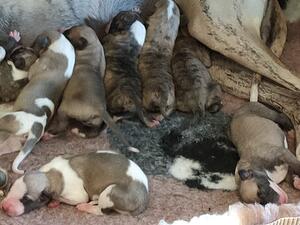 Pups at 2 days
