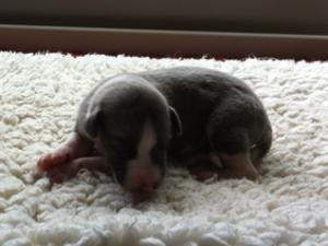blue brindle, thats me