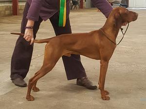 Bruno winning best gundog