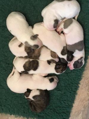 8 days old