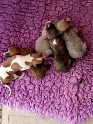 2 days old males
