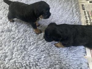 4 weeks old