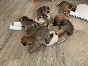 Pups 5 weeks