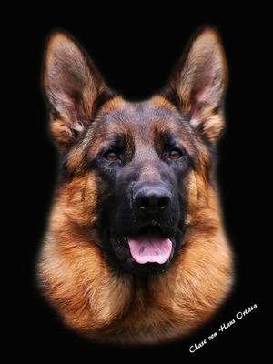 Chase Dad of pups