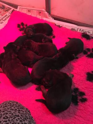 Pups today.