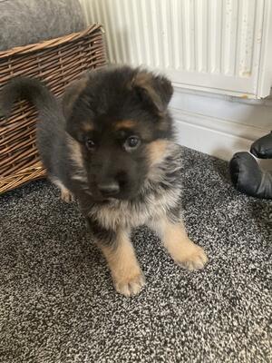 Boy