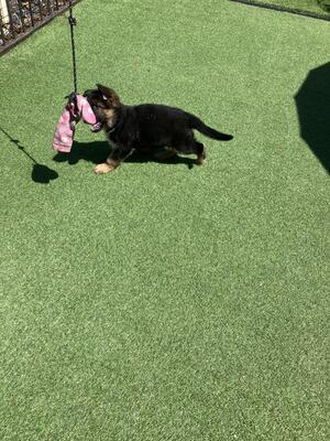 7 weeks