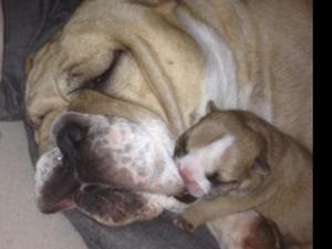 Mimi and our keeper Miami Self Whelp Litter