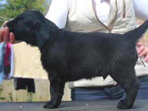 Aged 6 weeks