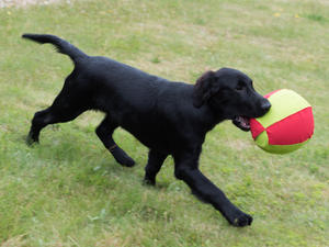 Georgie 4 months
