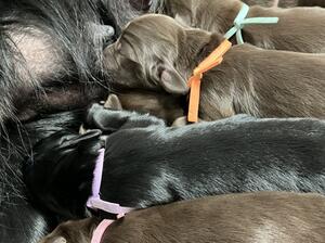 Puppies