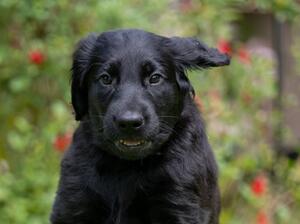 7 weeks