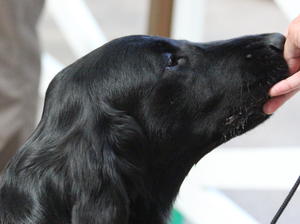Head Shot