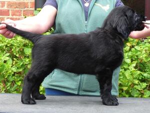 7 weeks