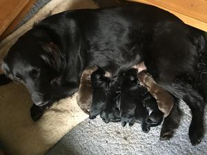 Torsa's Disney litter