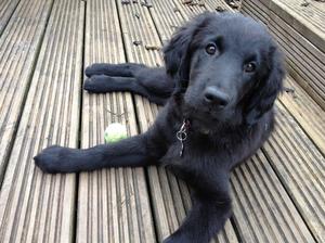 Torsa as a pup