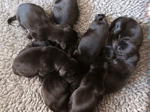 The new babies