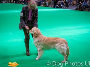 Bertie - Crufts 2022 - 3rd KCGC