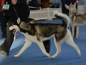 Hunter on the move at Boston Champ Show
