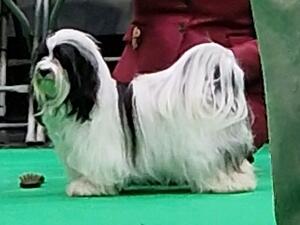 Crufts