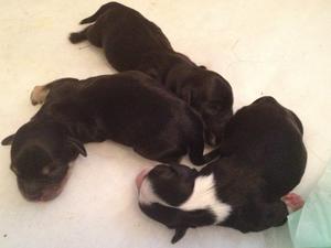 Puppies at 2 days old